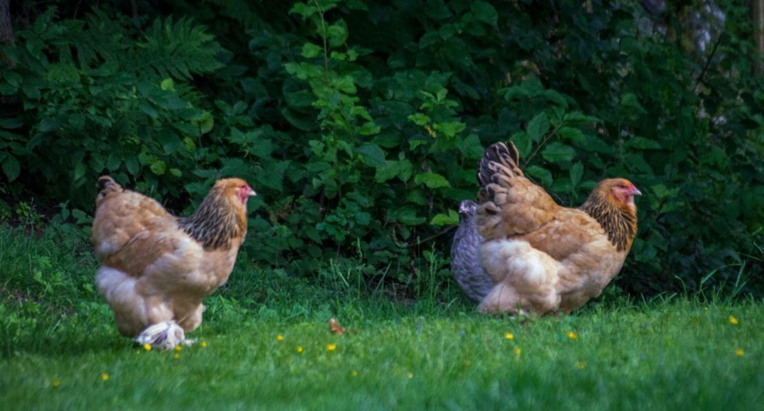 منزل الضيف Älvkarleby  في Soertorpets Gardshus المظهر الخارجي الصورة